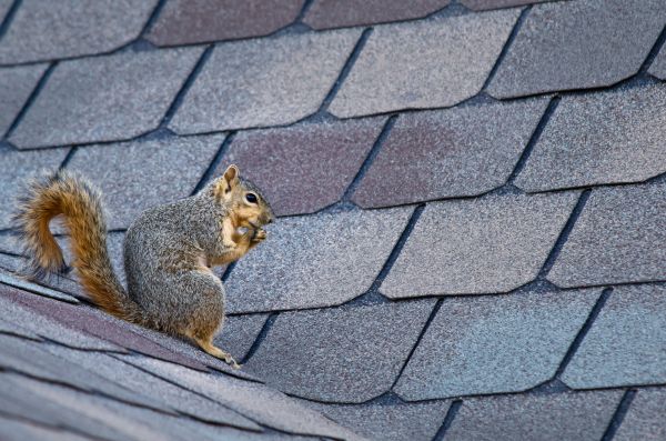Prescott Wildlife Removal